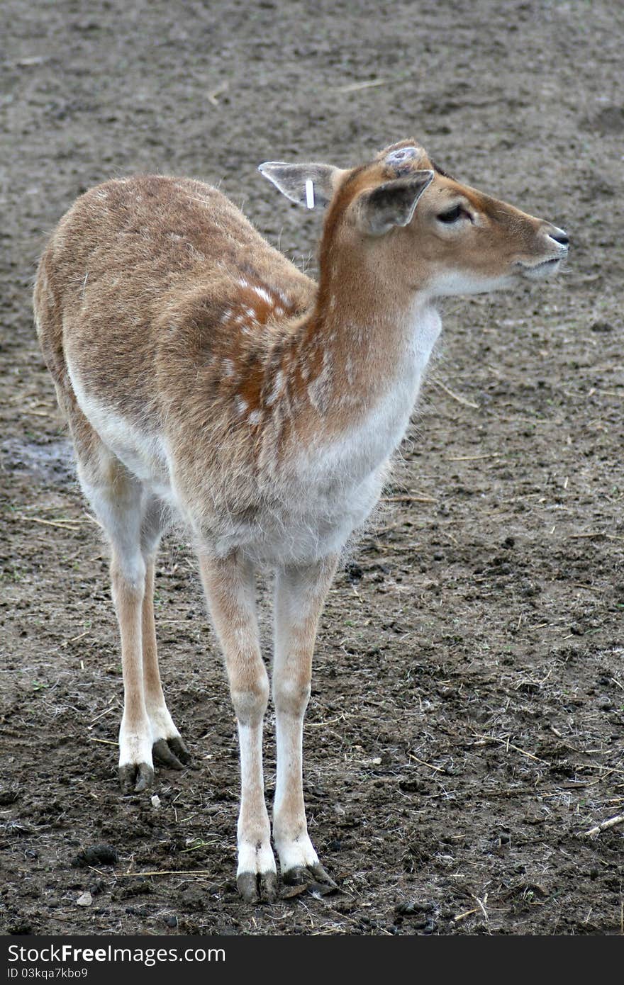 Fallow deer