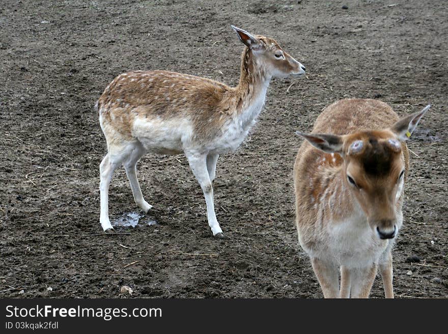 Fallow deer