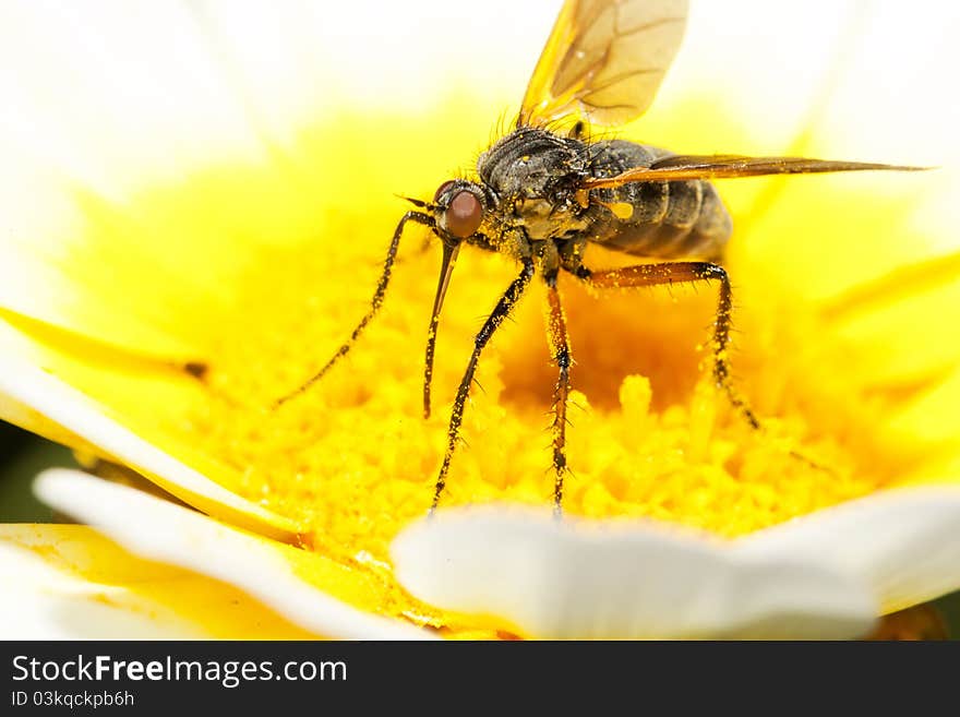 Close up view of the Balloon Fly (Empis tessellata) insect.