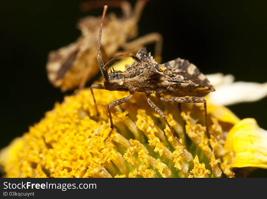 Centrocoris variegatus insect