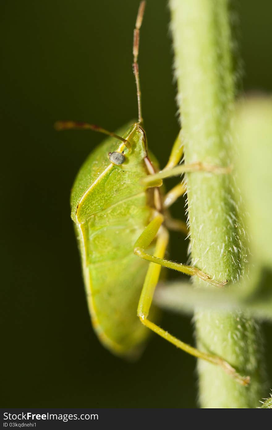 Close up view of a Southern Green Stinkbug (Nezara viridula).