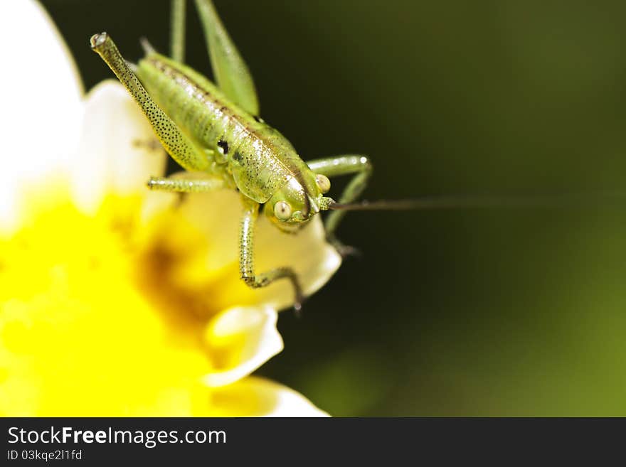 Close up view of a Katydid (Odontura glabricauda), male nymph.