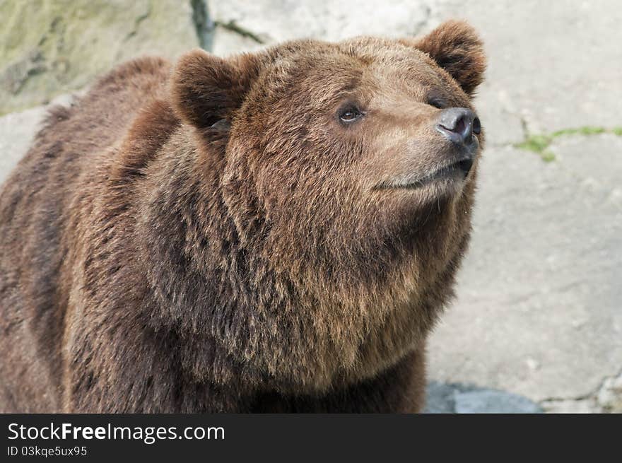 The brown bear in the zoo.