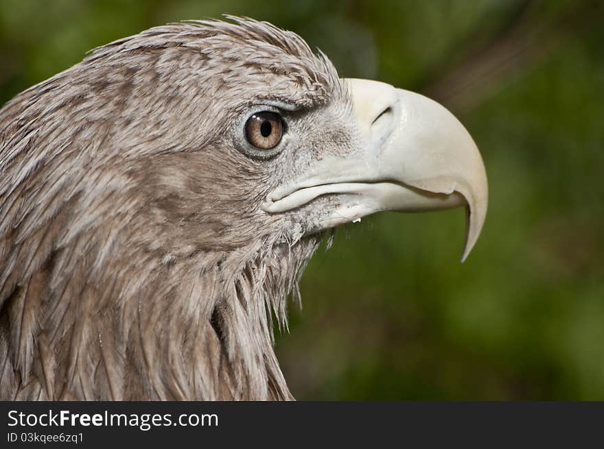 White-tailed eagle