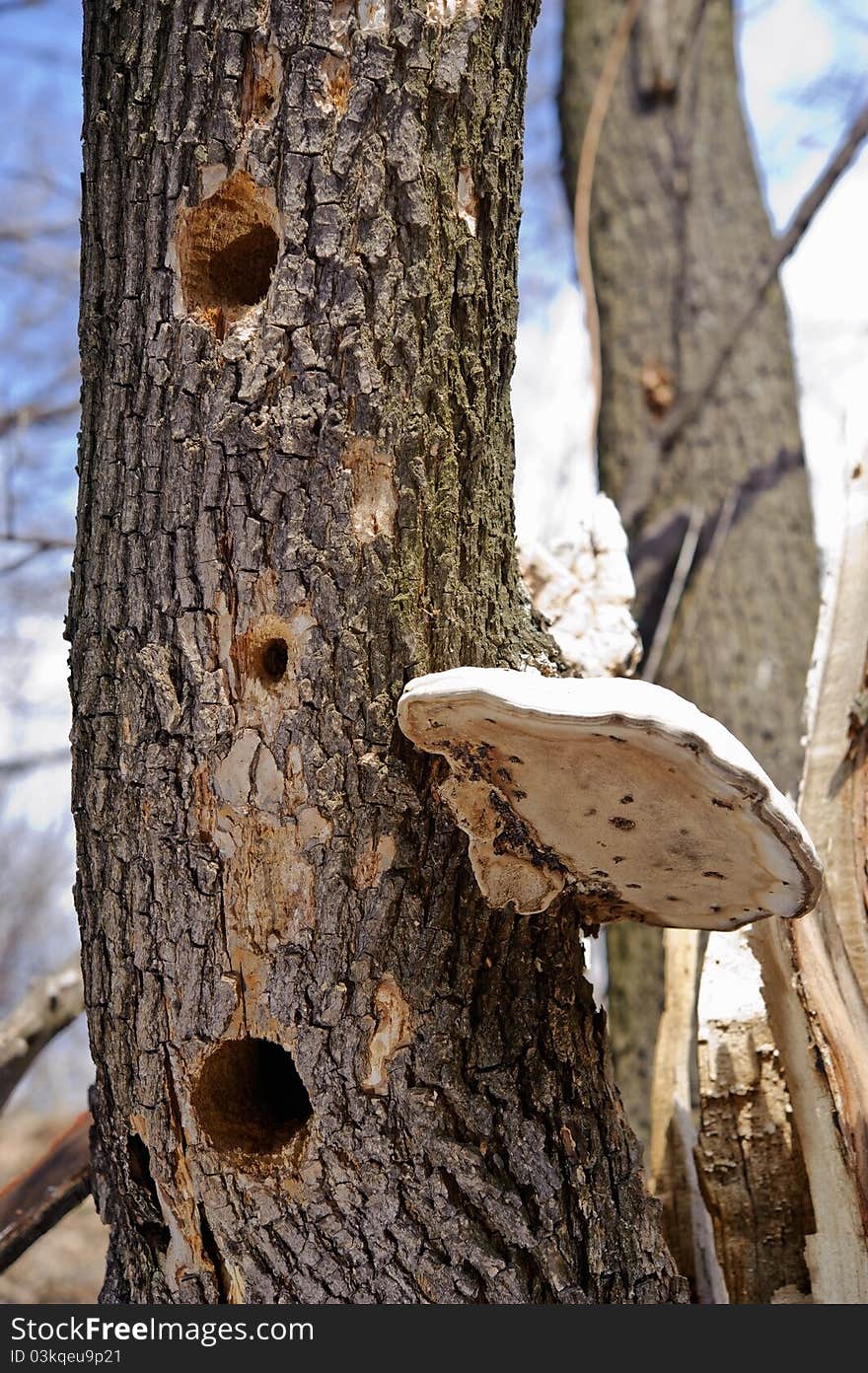 Tree trunk with many hollows and mushroom