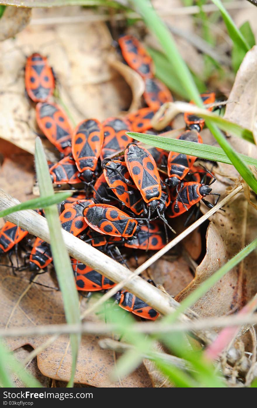 Group of red soldier beetle in the spring. Group of red soldier beetle in the spring