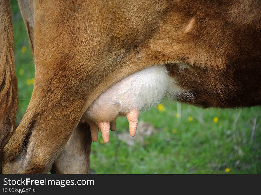 Udder Of A Cow