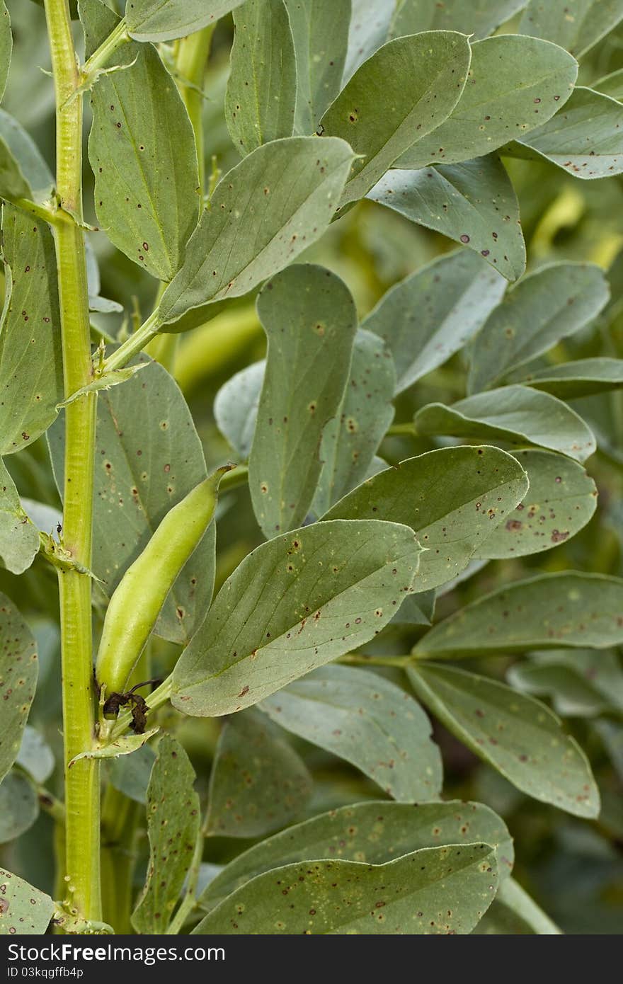 Fava bean plant