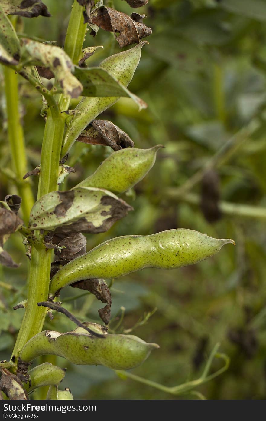 Fava Bean Plant