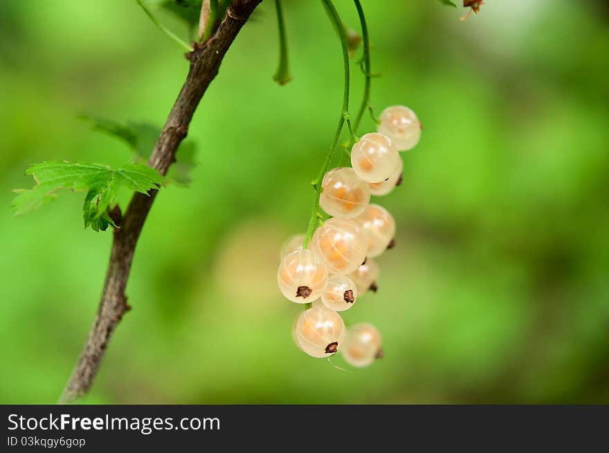 White currant growing in the garden