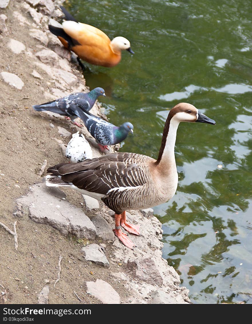 Birds On The Shore