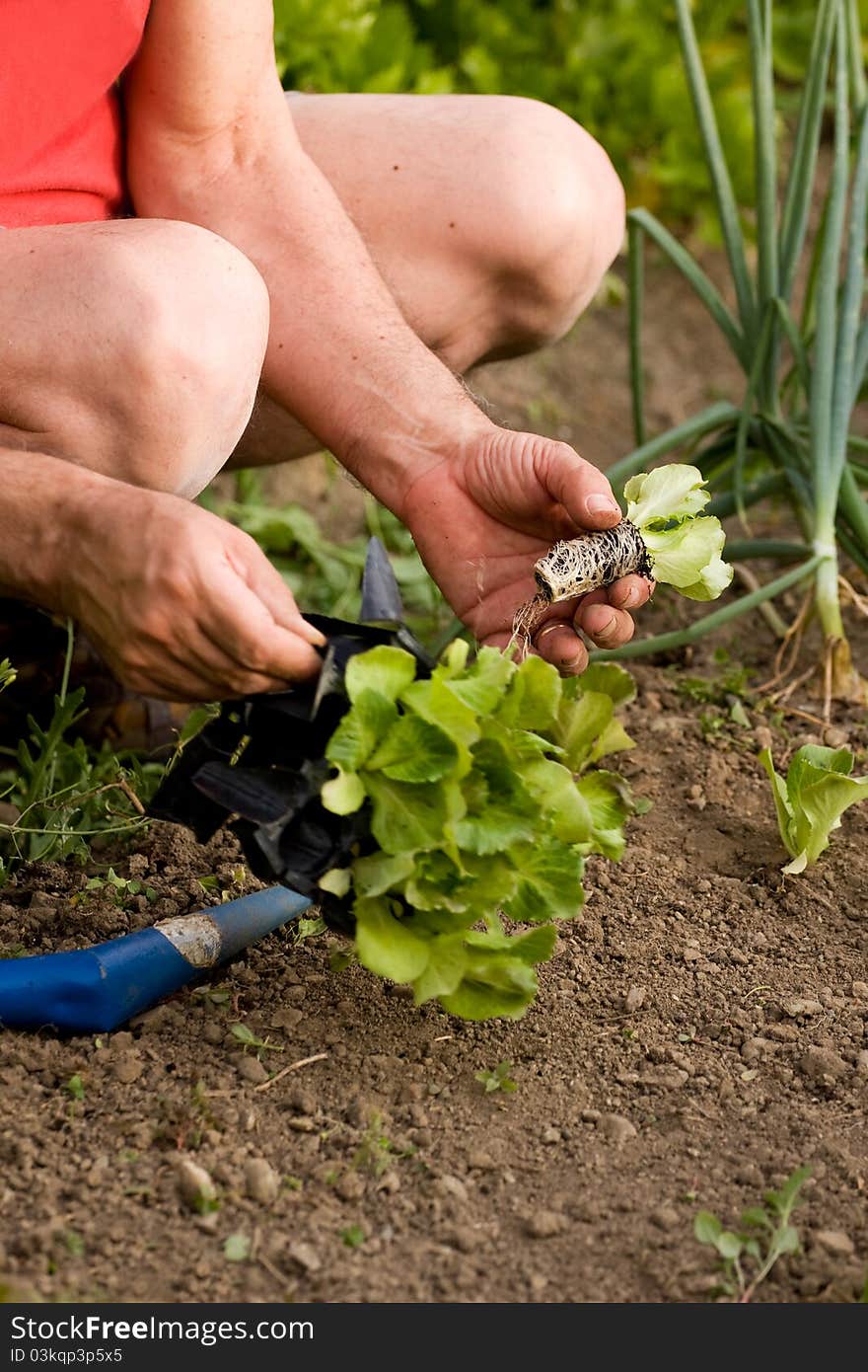 To seed a field with lettuce