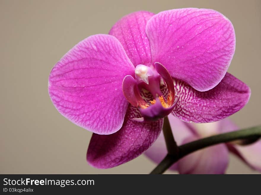 Flower of an orchid with bright - pink petals