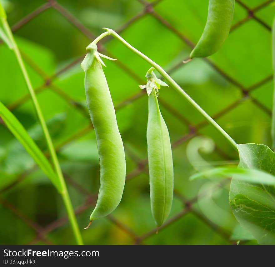 Peas growing on the farm