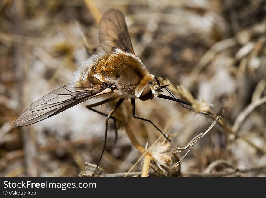 Bombyliidae Major bee fly