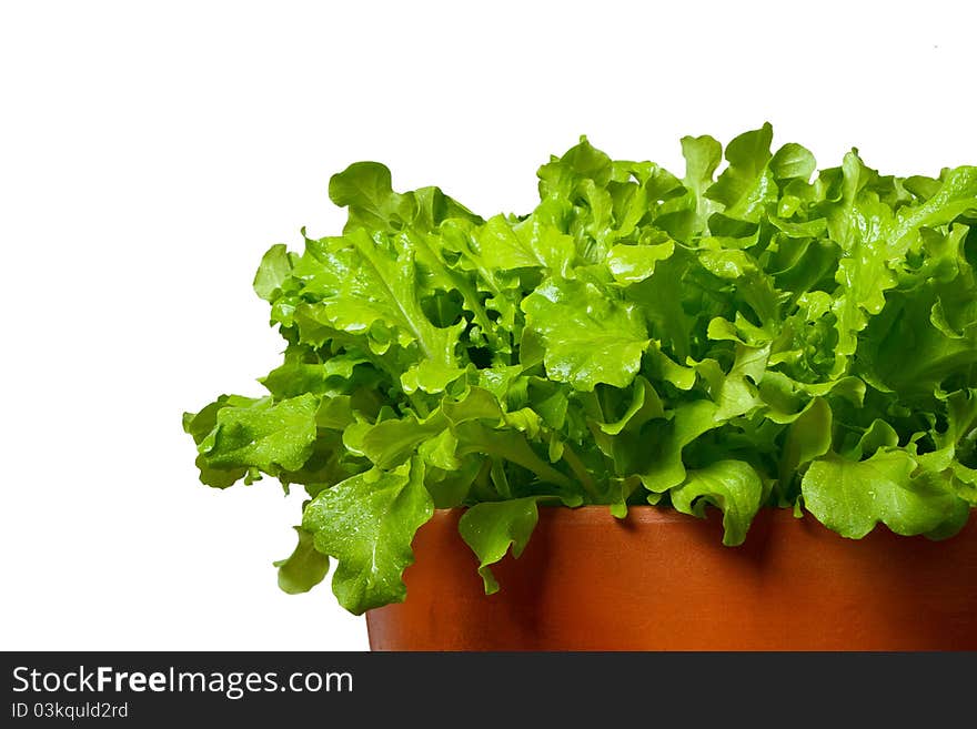 Salad in terracotta bowl