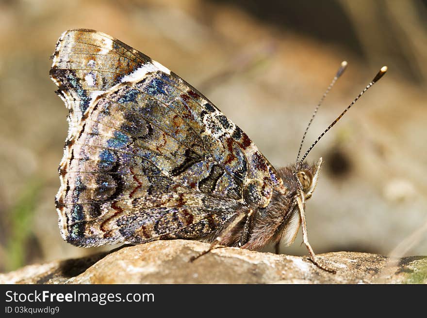 Painted Lady (Vanessa Cardui)