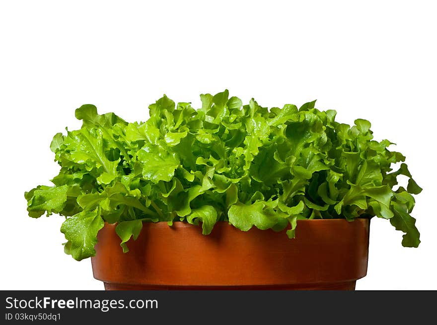 Green salad in terracotta bowl
