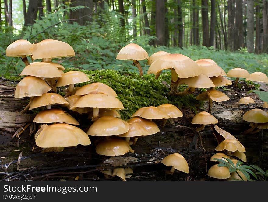 Mushrooms on tree trunk