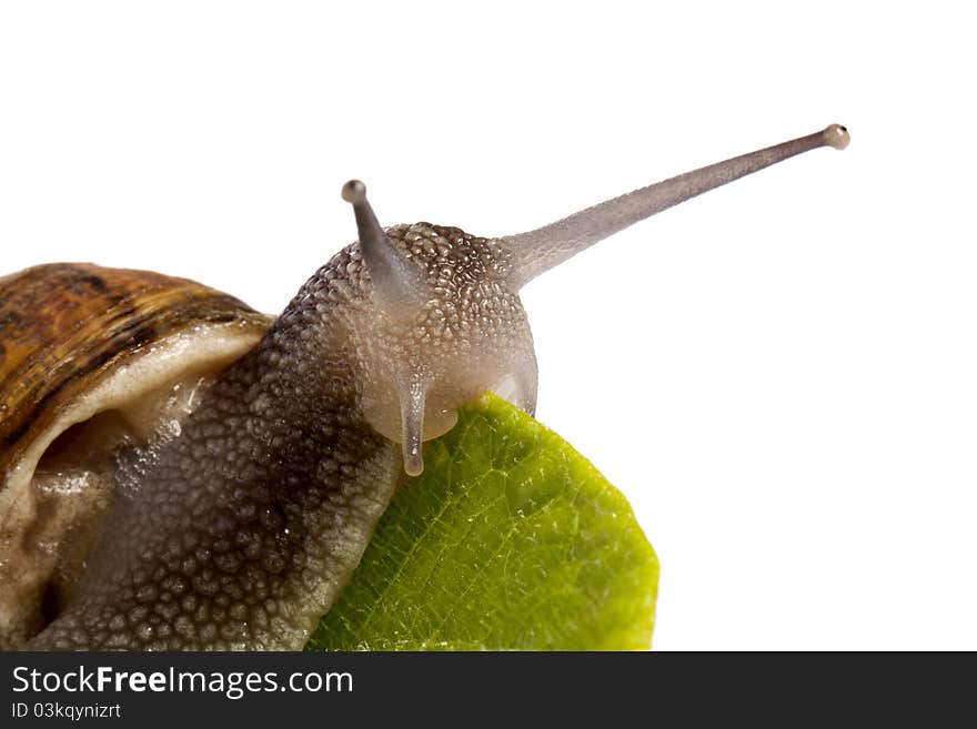 Close up view of a snail walking around on a white background. Close up view of a snail walking around on a white background.