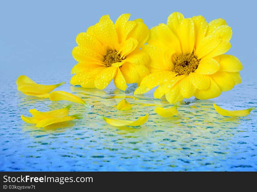 Yellow flowers on a blue background with drops