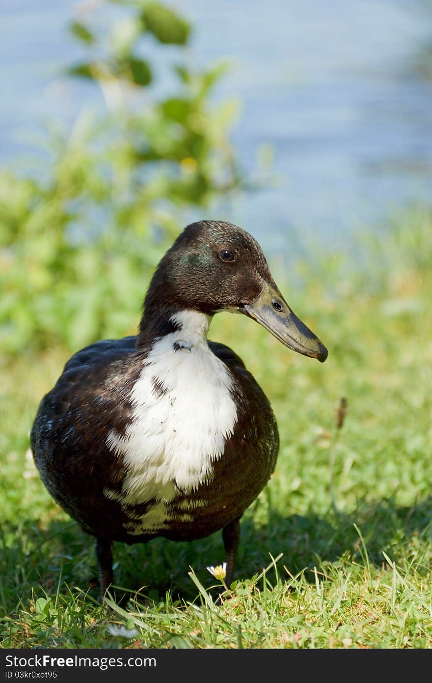 Dark duck standing and watching