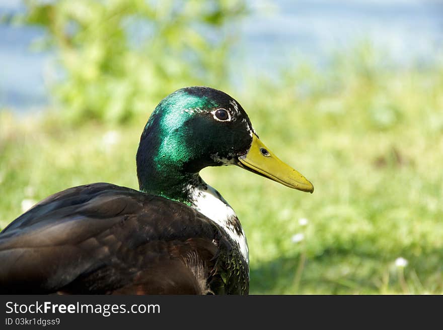 Close-up view of colorful duck