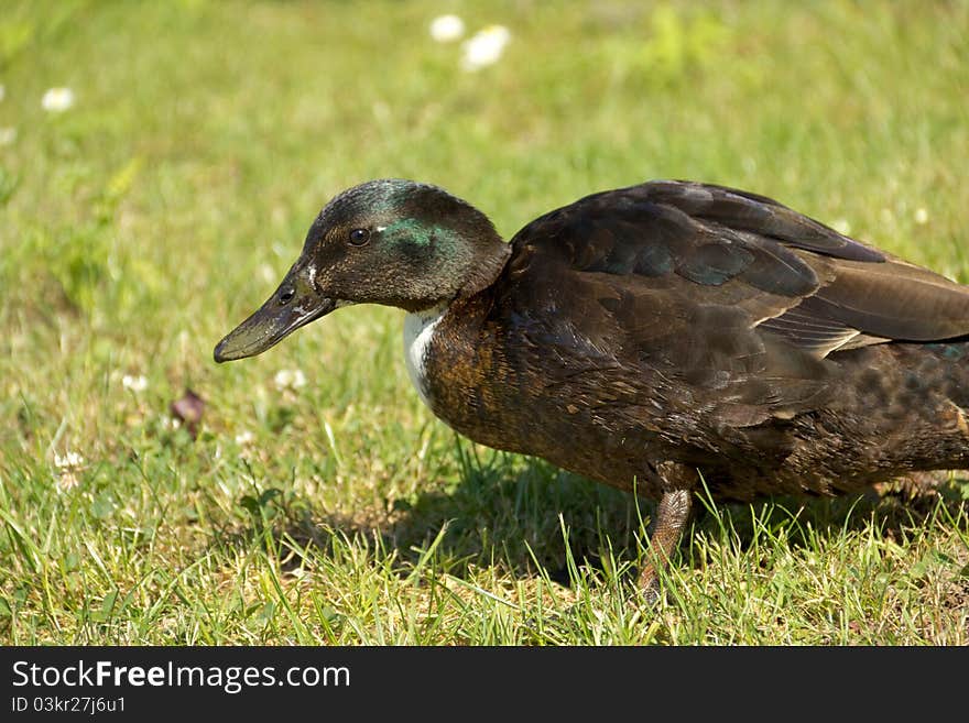 Close-up view of brown duck waiting