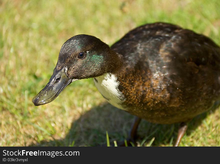 Close-up view of young brown duck