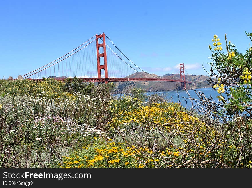 Summer In San Francisco