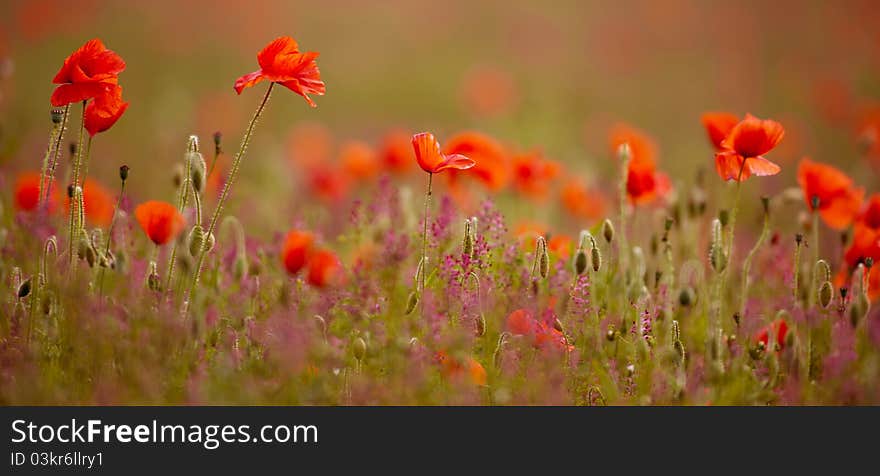 Poppy Field