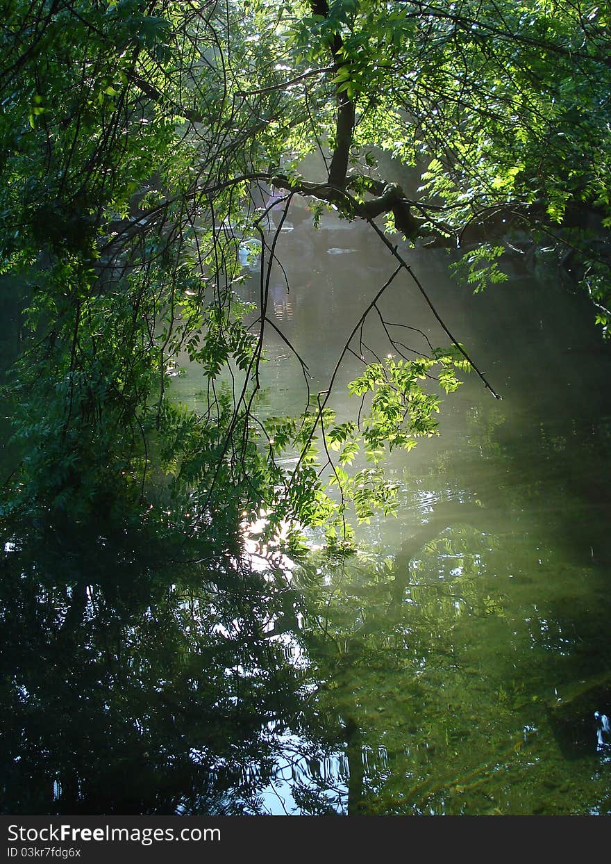 Tre branch under the watter