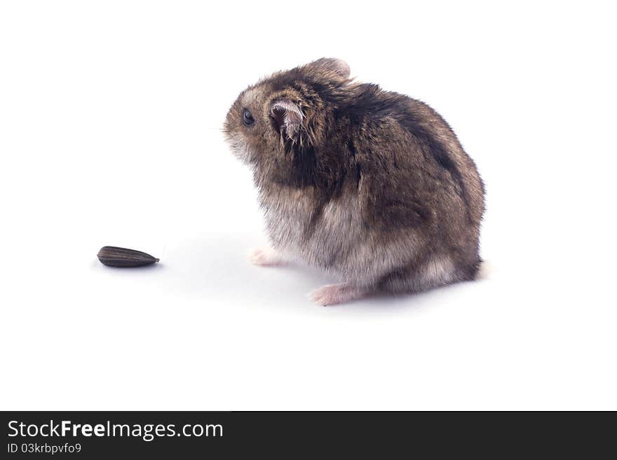 Hamster eating sunflower seeds