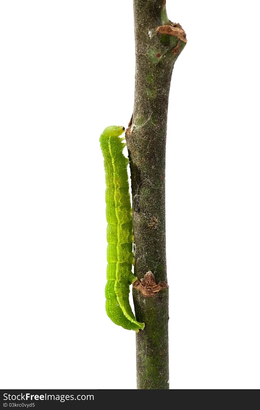 Caterpillar on a twig