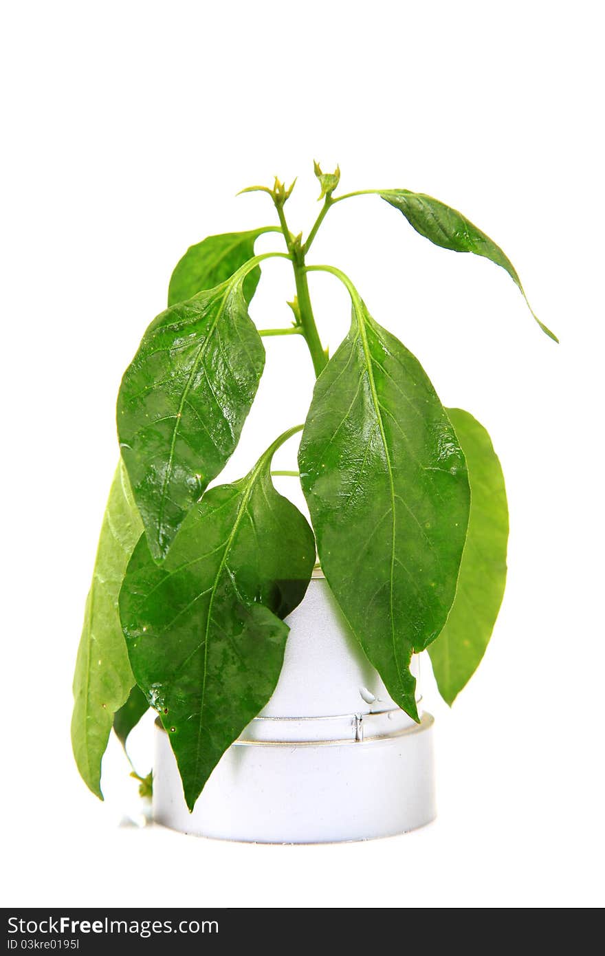 Fresh basil leaves over white backgrouond.