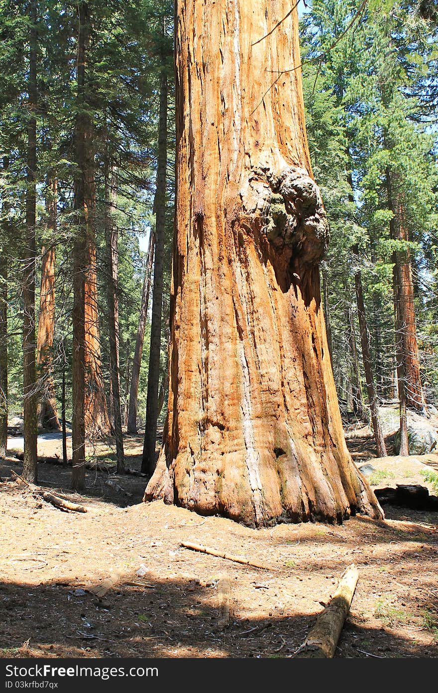 Sequoia trunk