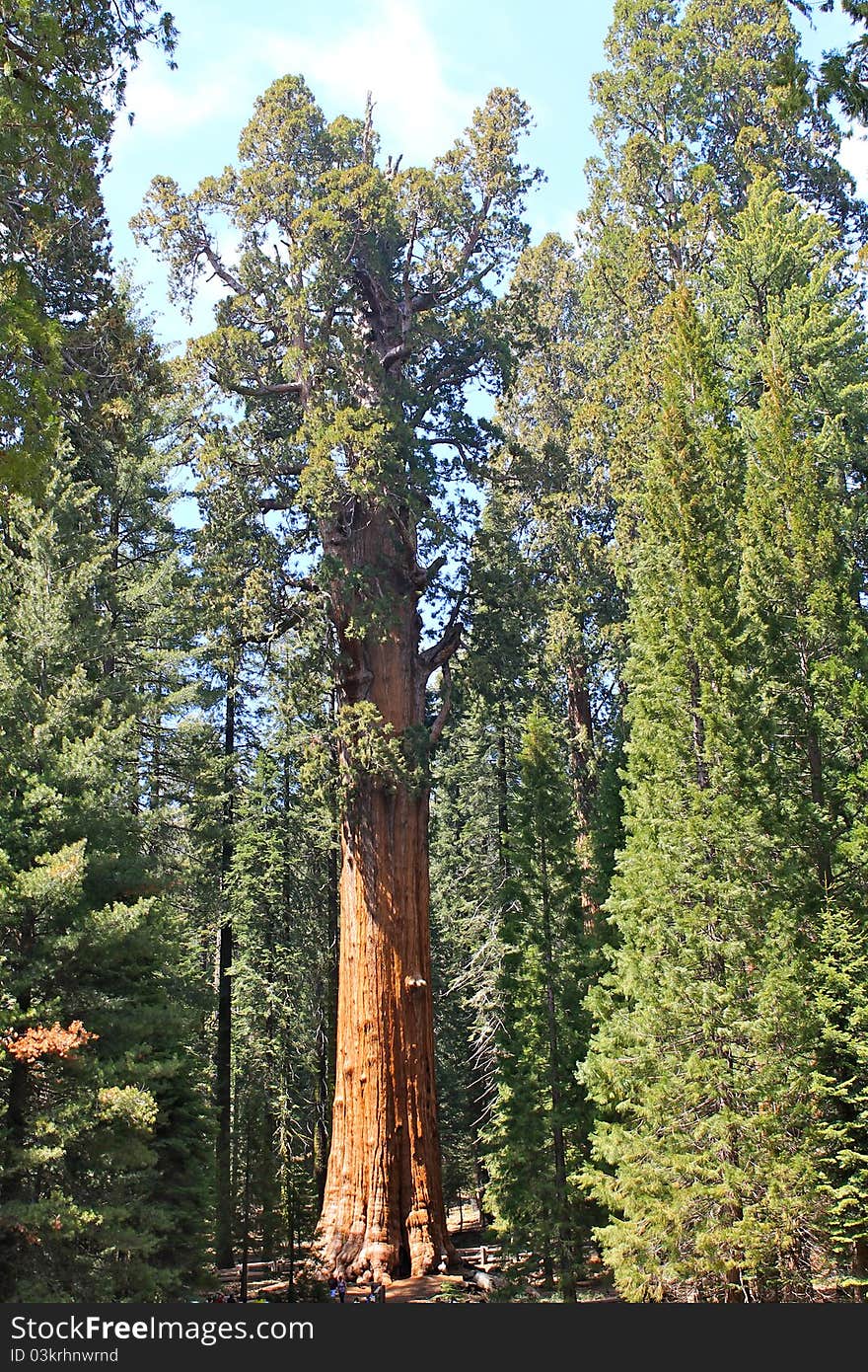 The General Sherman Tree is the biggest tree on Earth