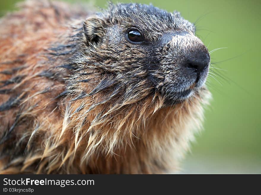 Marmot during the first part of spring