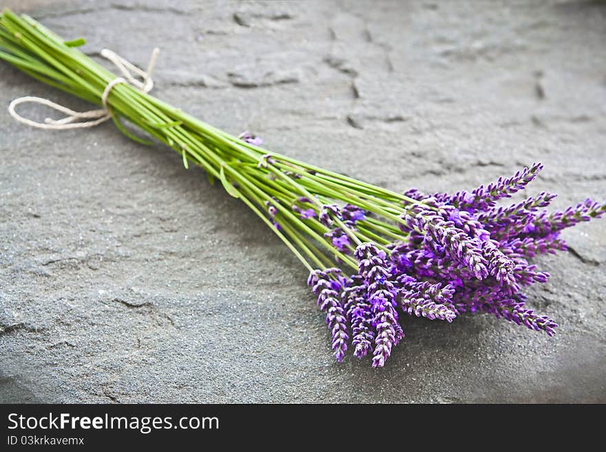 A close-up of a lavender on a shale stone