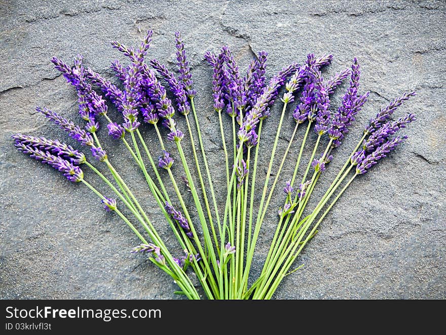 Lavender on a shale stone