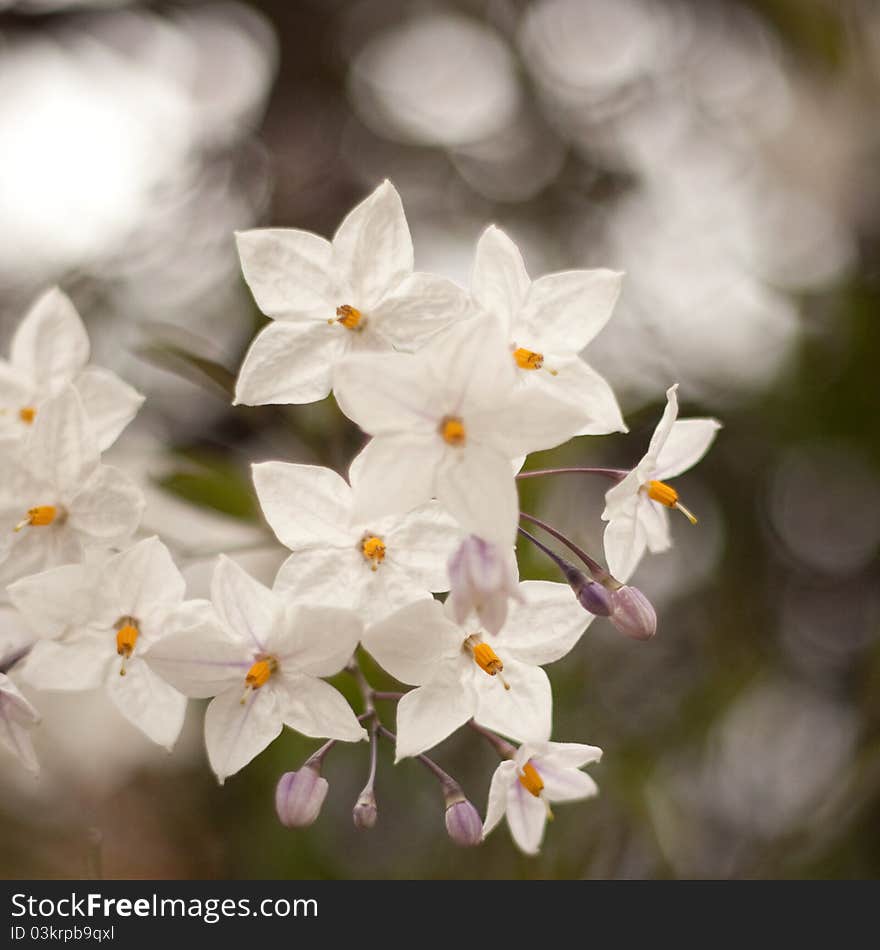 Beautiful, colourful and summer flowers. Beautiful, colourful and summer flowers