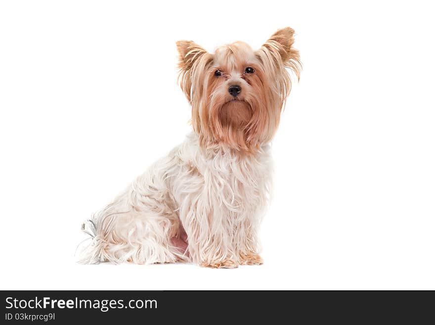 Young Yorkshire Terrier isolated over white background