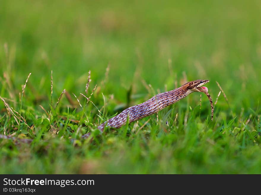 Small snake in a grassland eating