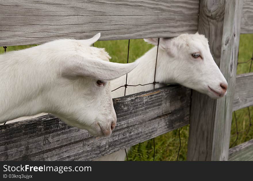 Goat Heads