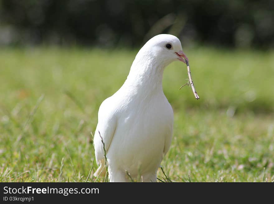 White Pigeon