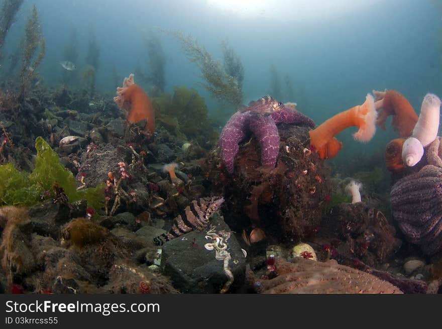 Undersea Garden