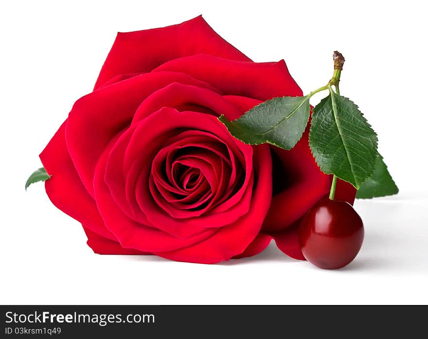 Velvet red rose and cherry isolated on white background