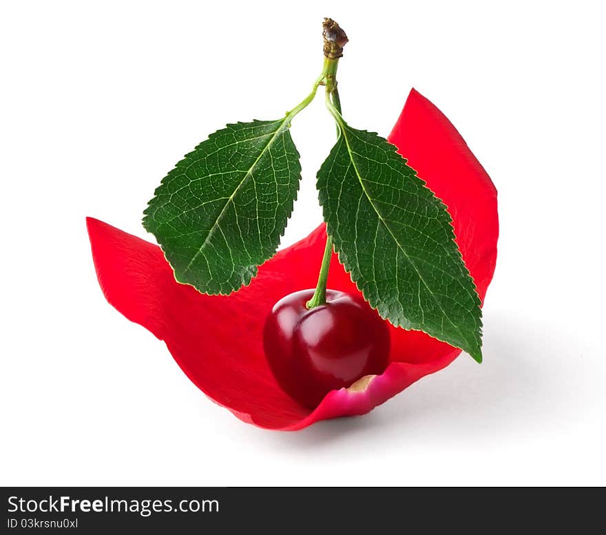 Cherry like sail in rose petals isolated on white background