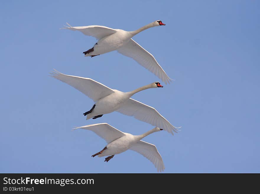 Swans Trio (Cygnus Olor)