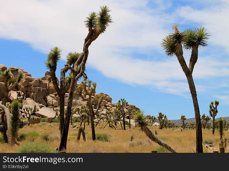 Joshua trees in the desert, California NP Joshua trees